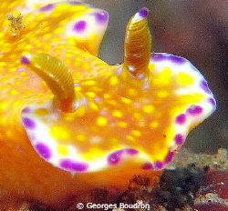 nudi face by Georges Boudron 